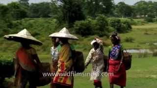 Women wear conical straw hats at Assam tea garden [upl. by Viquelia739]