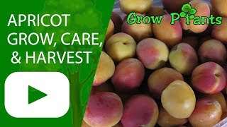 Apricot tree  growing care protect amp harvest fruits [upl. by Guerin]