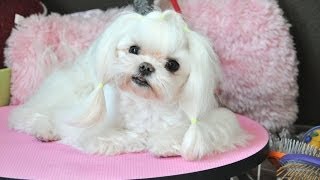 Maltese Grooming Tweety Tear Stain Cleaning Top Knot Tutorial Groom at Home Series [upl. by Rickey]