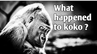 Koko the gorillas last word [upl. by Cynth]