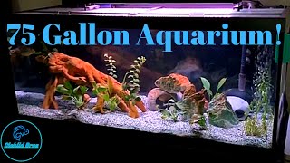 75 Gallon SOUTH AMERICAN Cichlid AQUARIUM [upl. by Utica]