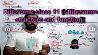 Ribosome structure and function class 11  Ribonucleoprotein particle  Ribosome  Urdu hindi [upl. by Urbanna]