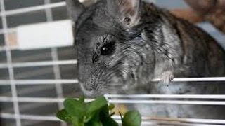 Chinchilla jumping high Chinchilla walking Funny chinchilla videos Funny chinchilla moments [upl. by Saidel14]