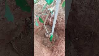 Planting rambutan  banuammachigardengarden [upl. by Aikram]