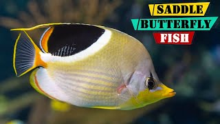 Saddle Butterflyfish  Everything You Need to Know About Saddle Butterflyfish [upl. by Cissej519]