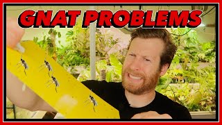 GET RID of GNATS in HOUSEPLANTS [upl. by Devlin]