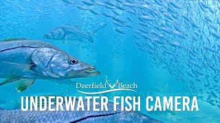 Underwater Camera  Deerfield Beach Florida [upl. by Punke]