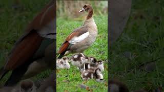 Egyptian Goose Family shorts [upl. by Eskil]