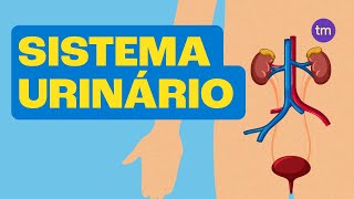 SISTEMA URINÁRIO e Suas Funções [upl. by Llenaej]