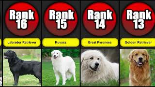 Top 23 Most Loyal Dog Breeds  Dog List [upl. by Darahs133]