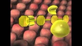 What are Enzymes  How Do They Work [upl. by Cariotta]