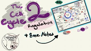 Cyclins and CDKs in the REGULATION OF THE CELL CYCLE Retinoblastoma CMYC P53 and CDK inhibitors [upl. by Bearce]