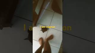 I am mignon turtlemoments pets shortsvideo cute shorts [upl. by Onfroi960]