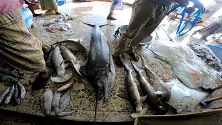 Worlds Largest Monster Sea Fish Market  Coxs Bazar BFDC Fisheries Ghat Bangladesh  Sea Food [upl. by Corwun]