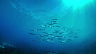 Ningaloo Dome Experience  WA Maritime Museum [upl. by Sindee767]