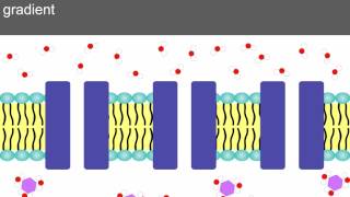 AS level D2 Osmosis and water potential Ms Cooper [upl. by Carman869]