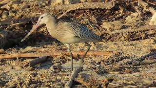 Bartailed Godwit [upl. by Hgielac792]