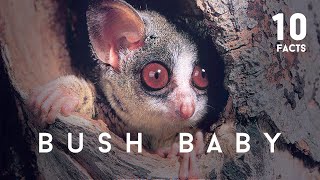 10 Facts About Bush Baby [upl. by Annoerb]