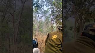 Pench National Park travel wildlife pench [upl. by Nnahs987]