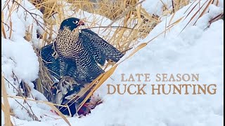 Falconry  Late Season Duck Hunting with Peregrine Falcon [upl. by Fiedling]