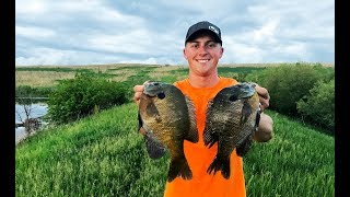 Catching MONSTER Bluegill in the Summer BIG PANFISH [upl. by Rebekkah336]