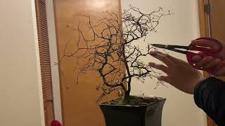 Early spring pruning of my Corokia cotoneaster bonsai [upl. by Valdes]