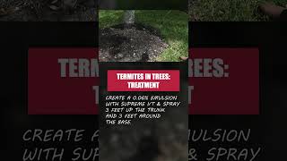 Termites in Trees  Part 2 Treatment DIY Termite Control [upl. by Elsilrac]