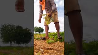 Goro Tara Ranga chah video love banjaravidoes funny banjarakin banjara [upl. by Roselin]