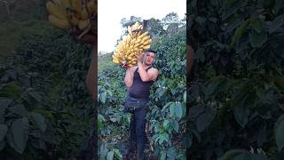 Mira que hermosura de racimo de banano babyshark waterfall finca agricultor banana [upl. by Hinkle432]