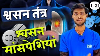 मानव श्वसन तंत्र श्वसन मांसपेशियां   human breathing system  Life Processes Class 10th Biology [upl. by Iloj378]