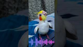 CoCo Sings His Favorite Cookie Cookie Song 🥰 🎶 yt singing cutebird cockatiel [upl. by Leamiba79]