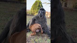 Cindy the Baboon hugging Rigby the Puppy baboon puppy animallover cuteanimals farmlife [upl. by Buck]