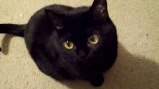 Annoying Bombay Cat Rachel [upl. by Melise]