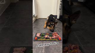 ASMR Raw Feeding 15 Month Old German Shepherd His Daily Feast BoarDuckChickenFruitVeg🐗🍓 [upl. by Pickar]