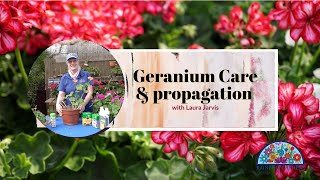 Propagate and care for your Pelargonium like the pros and Geraniums [upl. by Pitzer]