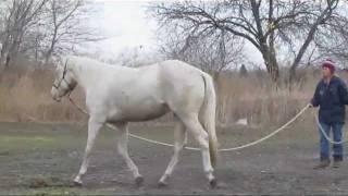 Pass The Legacy On  2009 AQHAAPHA Cremello [upl. by Solram]