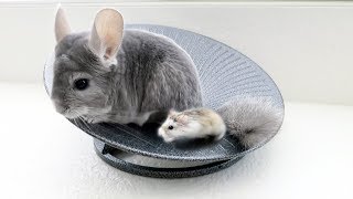 Chinchilla amp Hamster Take Turns Spinning [upl. by Wehtam414]