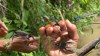 Cute baby water striders hunt‼️catch red mantis hairy caterpillar jump spider damselfly [upl. by Nagaer276]