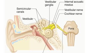 Vestibulocochlear Nerve by Dr Gireesh Kumar KP [upl. by Angelina]