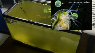 Raising Daphnia for the Freshwater Aquarium [upl. by Koehler405]