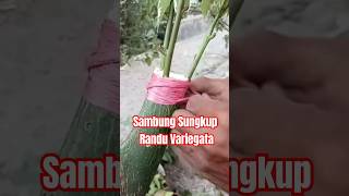 Sambung Sungkup Bonsai Randu Variegata [upl. by Adelbert364]