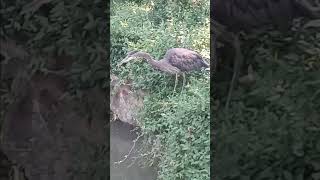 Great Blue Heron In A City Park Part 3 [upl. by Neras865]