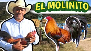 quotEl Molinito De Mascota Jaliscoquot Andrés Arcadia 🐓🐓🐓💥💥💯 [upl. by Noremak]