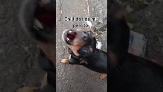 Chillidos de mi perrito memes humor perros [upl. by Petunia]