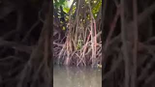 Mangroves plants  Pneumatophores  Halophytes [upl. by Hgielyak]