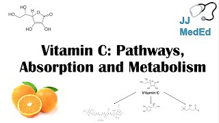 Vitamin C Why we need it dietary sources and how we absorb and metabolize it [upl. by Shani181]