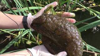 The blob of Lost Lagoon [upl. by Bruning]