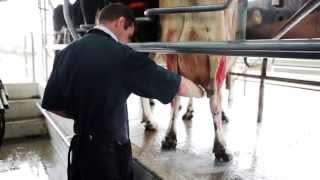 Best Practice Mastitis Treatment [upl. by Odnumyar482]