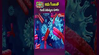 అవిసె గింజలతో గుండె సమస్యలు దూరం  heartproblems flaxseeds hmtvhealthplus [upl. by Ttesil]