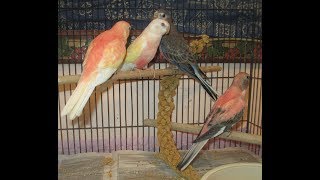 Rubino Bourke Parakeets Bath amp More [upl. by Iemaj]